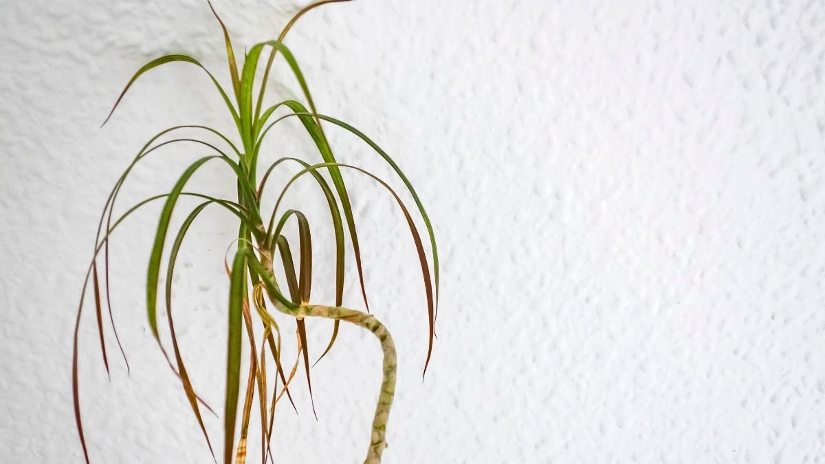 Tarka sárkányfa (Dracaena marginata) zöld és barna levelekkel, fehér fal előtt.
