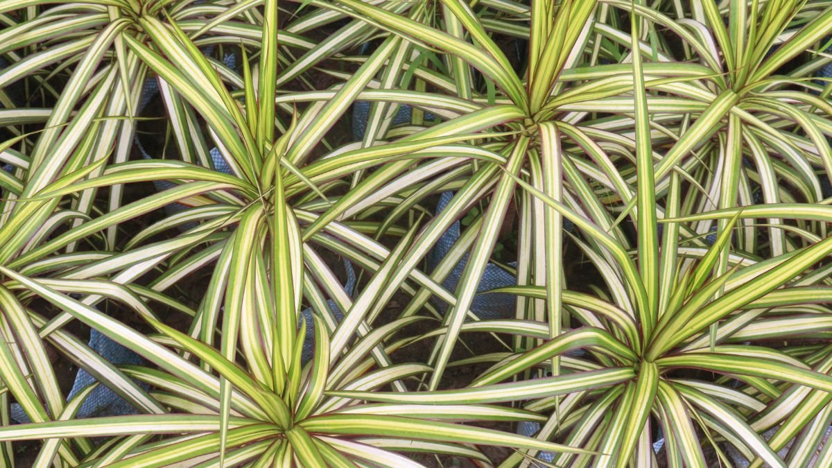 Tarka sárkányfák zöld és sárga csíkos levelekkel, szorosan egymás mellett ültetve.