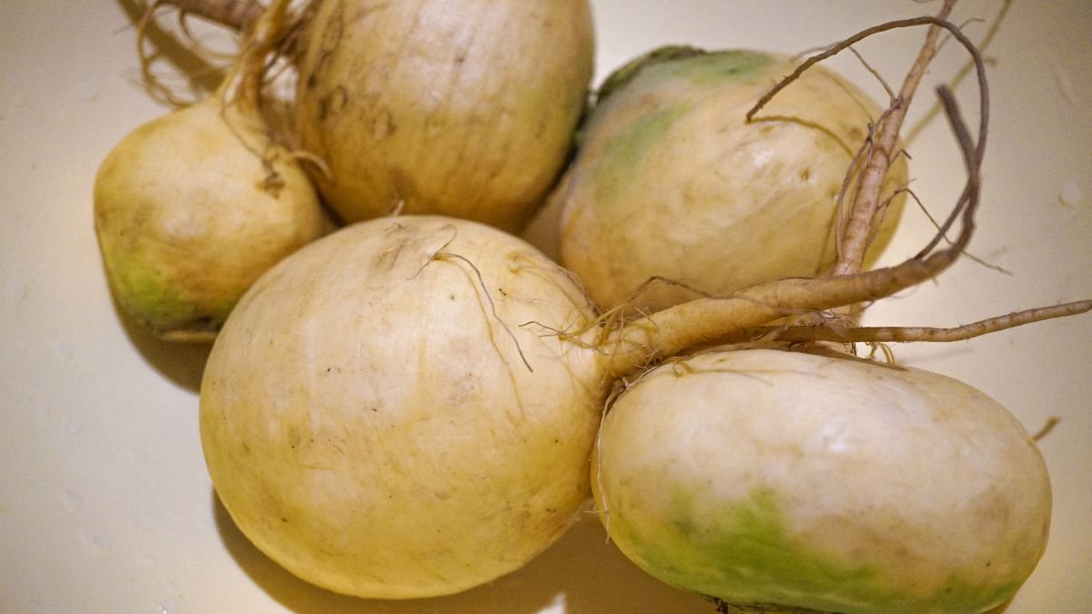 Friss, gömbölyded tarlórépák, amelyek a konyhakertből származnak, tápláló és ízletes zöldségként.