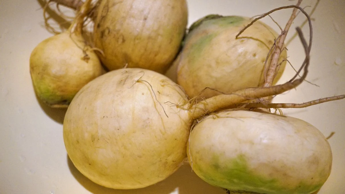 Friss, gömbölyded tarlórépák, amelyek a konyhakertből származnak, tápláló és ízletes zöldségként.