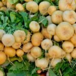 Friss, sárgás tarlórépák, zöld levelekkel a konyhakertből, szedésre készen.