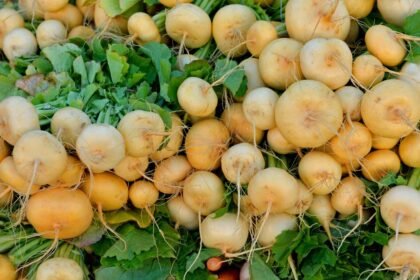 Friss, sárgás tarlórépák, zöld levelekkel a konyhakertből, szedésre készen.