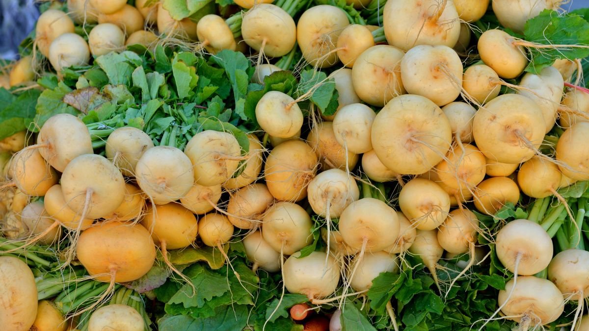 Friss, sárgás tarlórépák, zöld levelekkel a konyhakertből, szedésre készen.