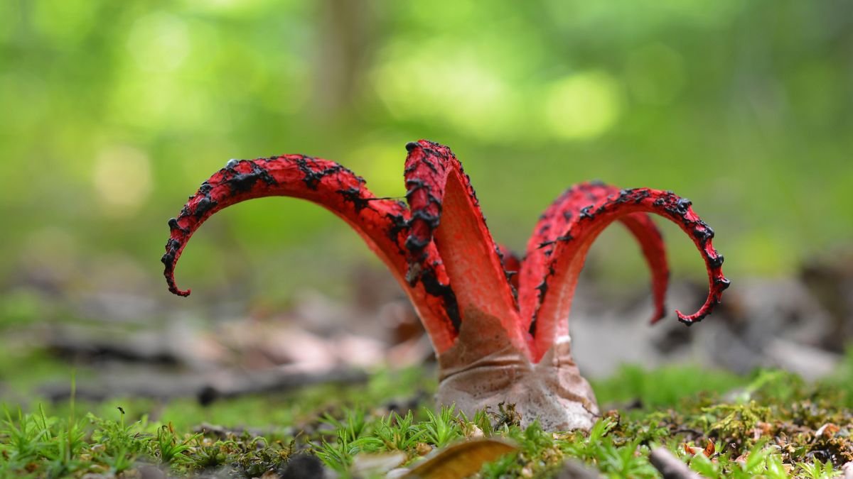 A tintahalgomba élénkpiros, karcsú alakja a zöld moha között emelkedik, különleges formájával vonzza a figyelmet.