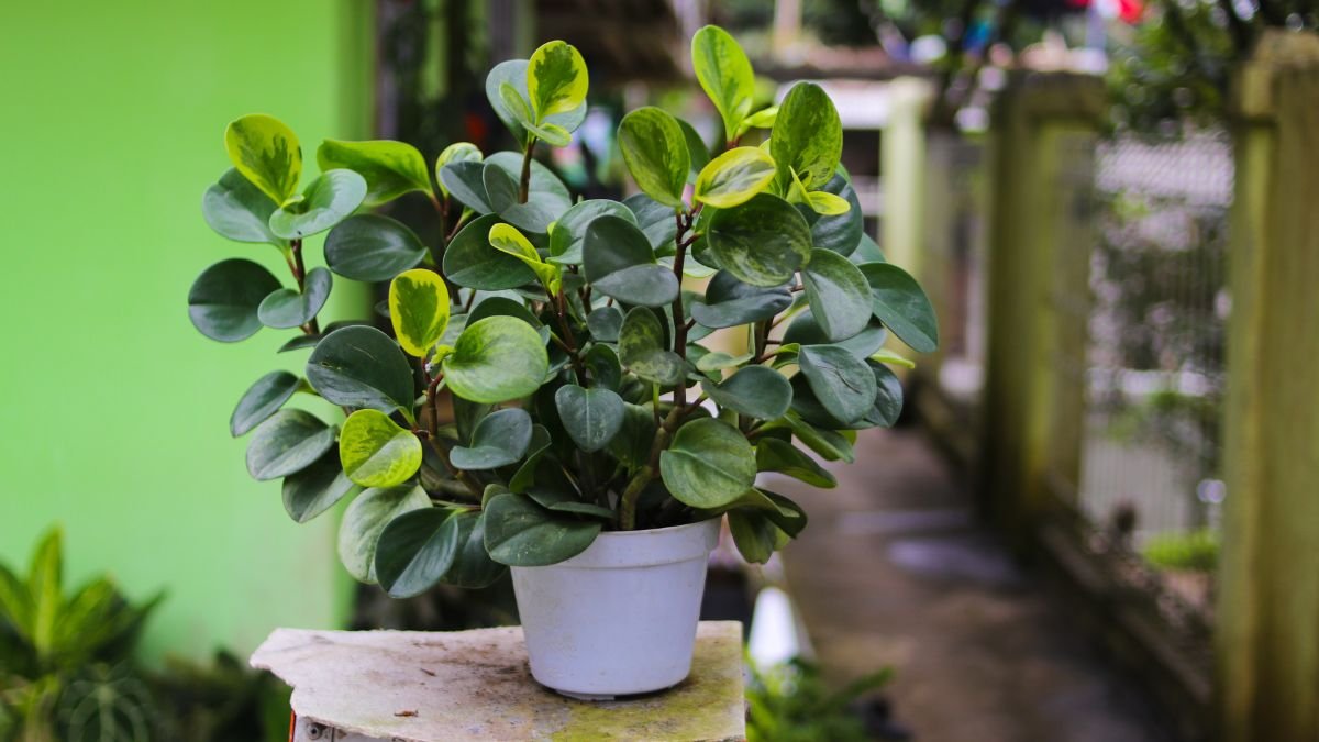 Egy gyönyörű törpebors (Peperomia) növény, zöld levelekkel egy fehér cserépben, háttérben zöld fal.