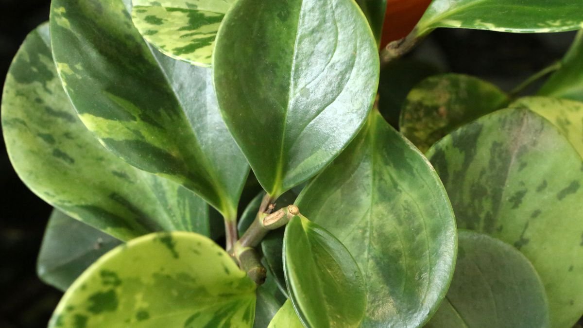 A törpebors (Peperomia) levelei, zöld színűek, sima felületűek, változatos mintázattal.