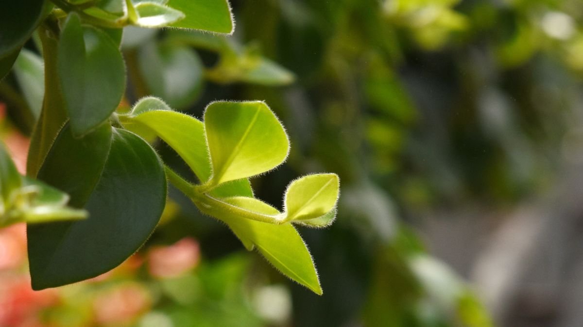 A törpebors levelei közelről, zöld és friss színük ragyogóan tündököl.