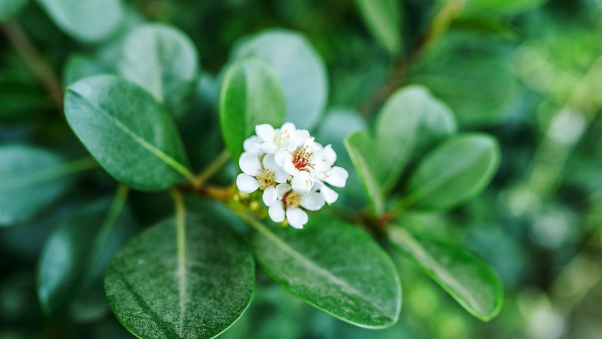 A törpebors (Peperomia) virágai és zöld levelei közelről, friss és egészséges állapotban.