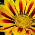 A pompás záporvirág élénk sárga szirmai piros csíkokkal díszítve, csillogó vízcseppekkel a levelein.