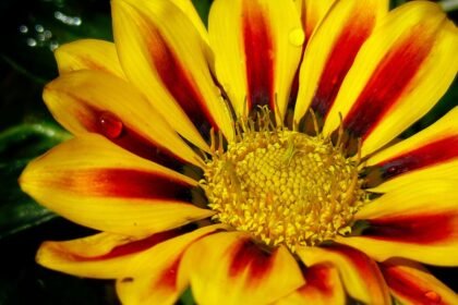 A pompás záporvirág élénk sárga szirmai piros csíkokkal díszítve, csillogó vízcseppekkel a levelein.