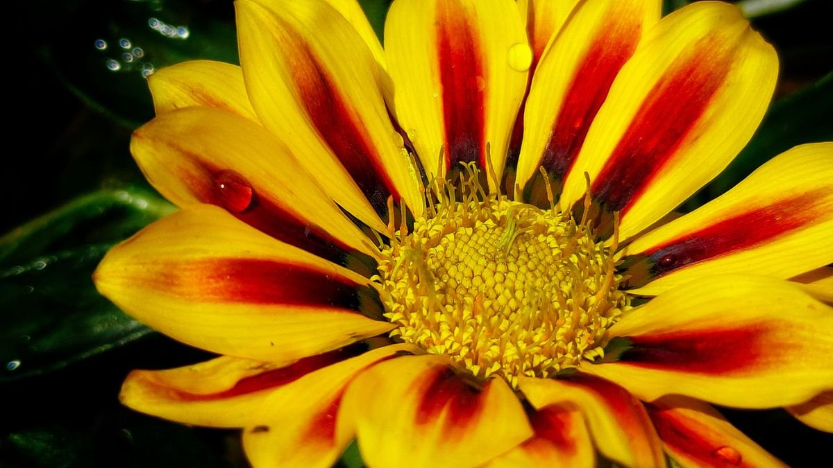 A pompás záporvirág élénk sárga szirmai piros csíkokkal díszítve, csillogó vízcseppekkel a levelein.