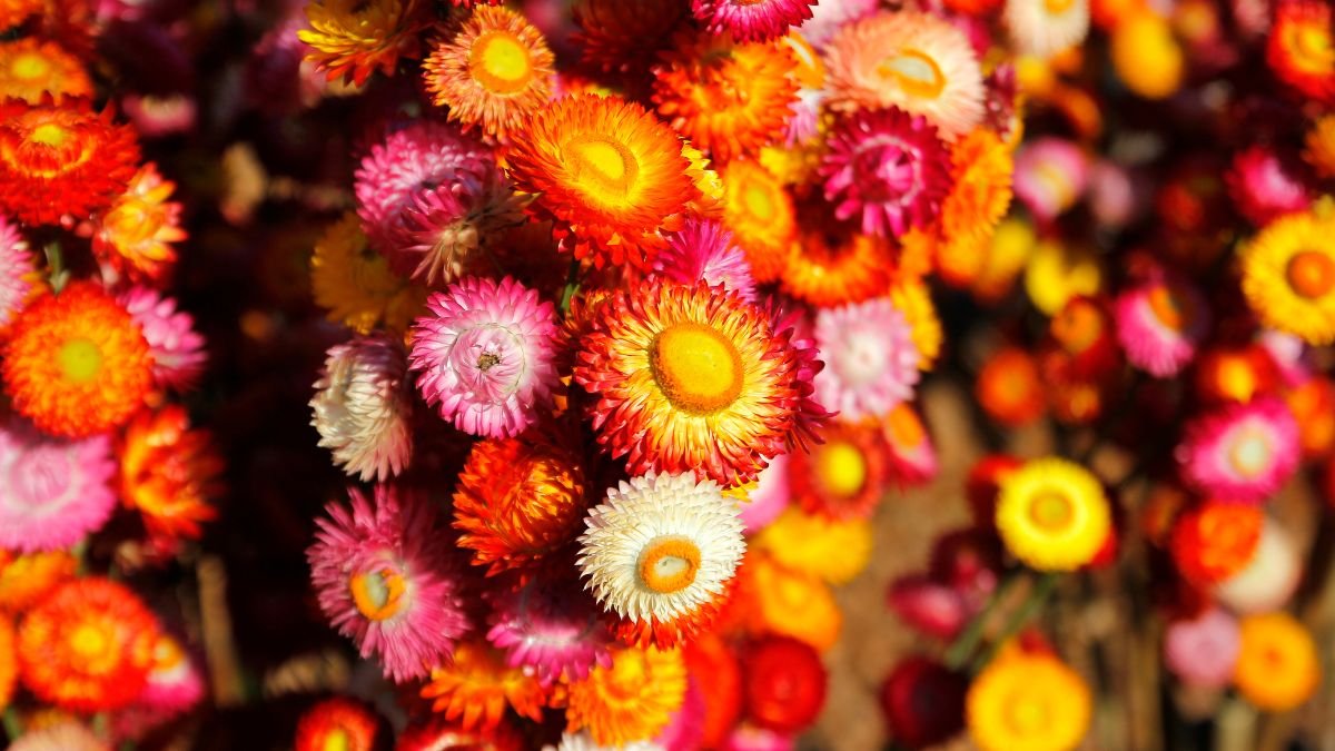 Színes szalmavirágok virágzó tömege, élénk pink, narancs és sárga árnyalatokban, amelyek díszítik a kertet.