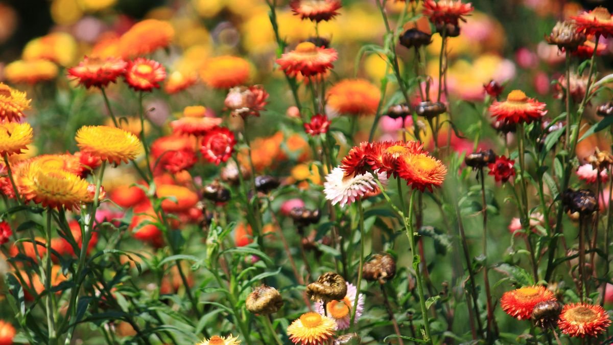 Színes szalmavirágok (Helichrysum bracteatum) virágzó mezője, élénk narancs, sárga és piros árnyalatokkal.