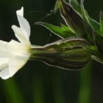 A fehér mécsvirág szirmai szépen nyílnak, mögöttük zöld levelek és rügyek láthatók, amelyek a növény egészséges fejlődését mutatják.