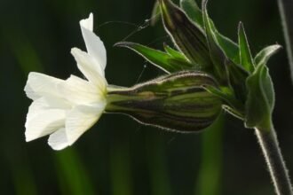 A fehér mécsvirág szirmai szépen nyílnak, mögöttük zöld levelek és rügyek láthatók, amelyek a növény egészséges fejlődését mutatják.
