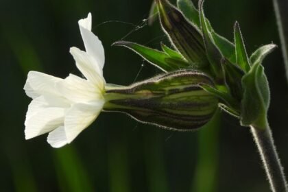 A fehér mécsvirág szirmai szépen nyílnak, mögöttük zöld levelek és rügyek láthatók, amelyek a növény egészséges fejlődését mutatják.