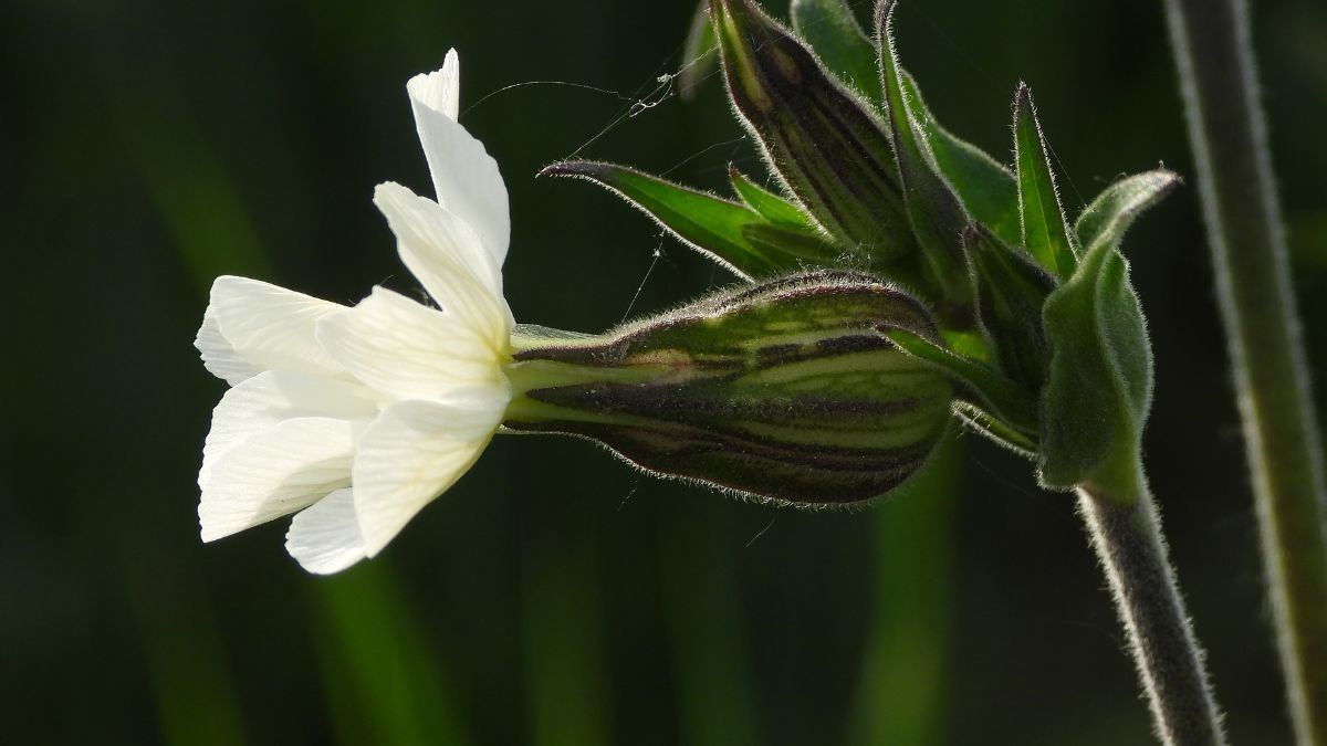 A fehér mécsvirág szirmai szépen nyílnak, mögöttük zöld levelek és rügyek láthatók, amelyek a növény egészséges fejlődését mutatják.
