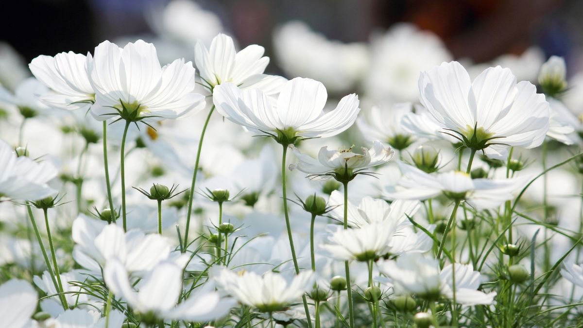 Fehér pillangóvirágok virágzanak a kertben, szellős, zöld szárakkal körülvéve.