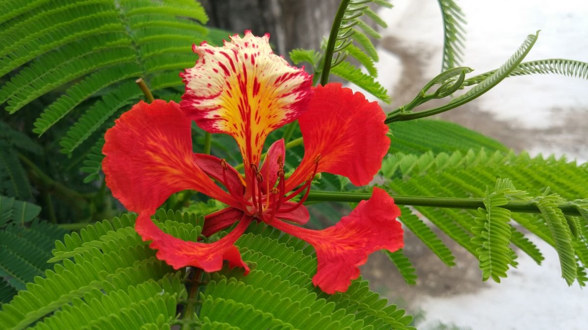 Egy tűzvirágfa élénk piros és sárga virágai, zöld levelek között pompáznak.