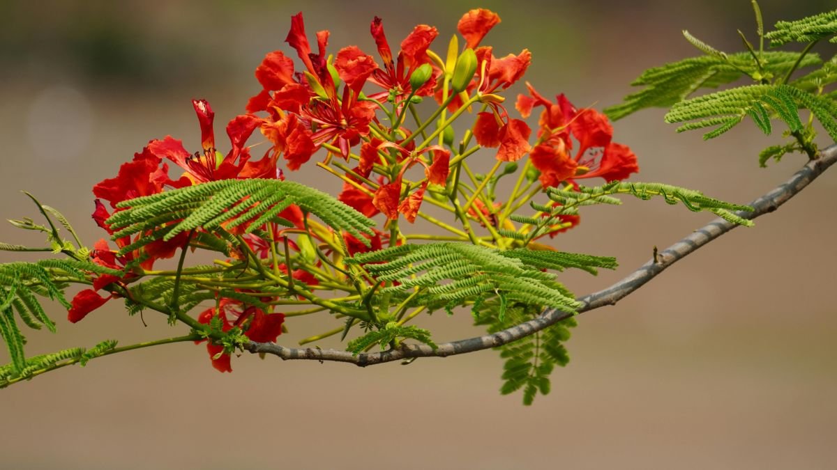 A tűzvirágfa élénk piros virágai és zöld levelei egy ágon.