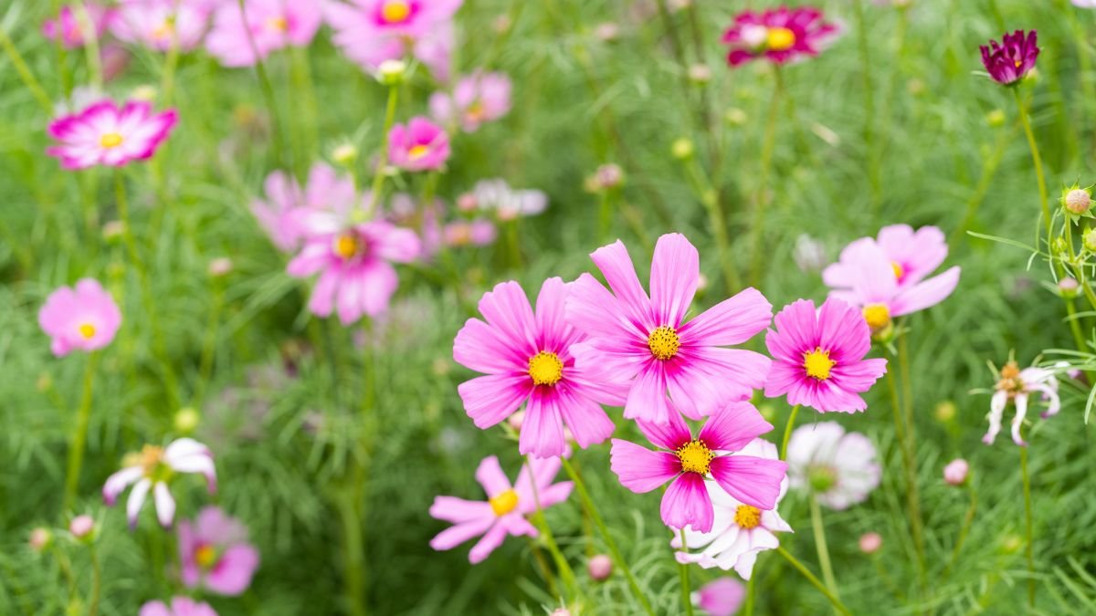 Színes pillangóvirágok (Cosmos) virágzanak egy díszkertben, zöld levelek között.