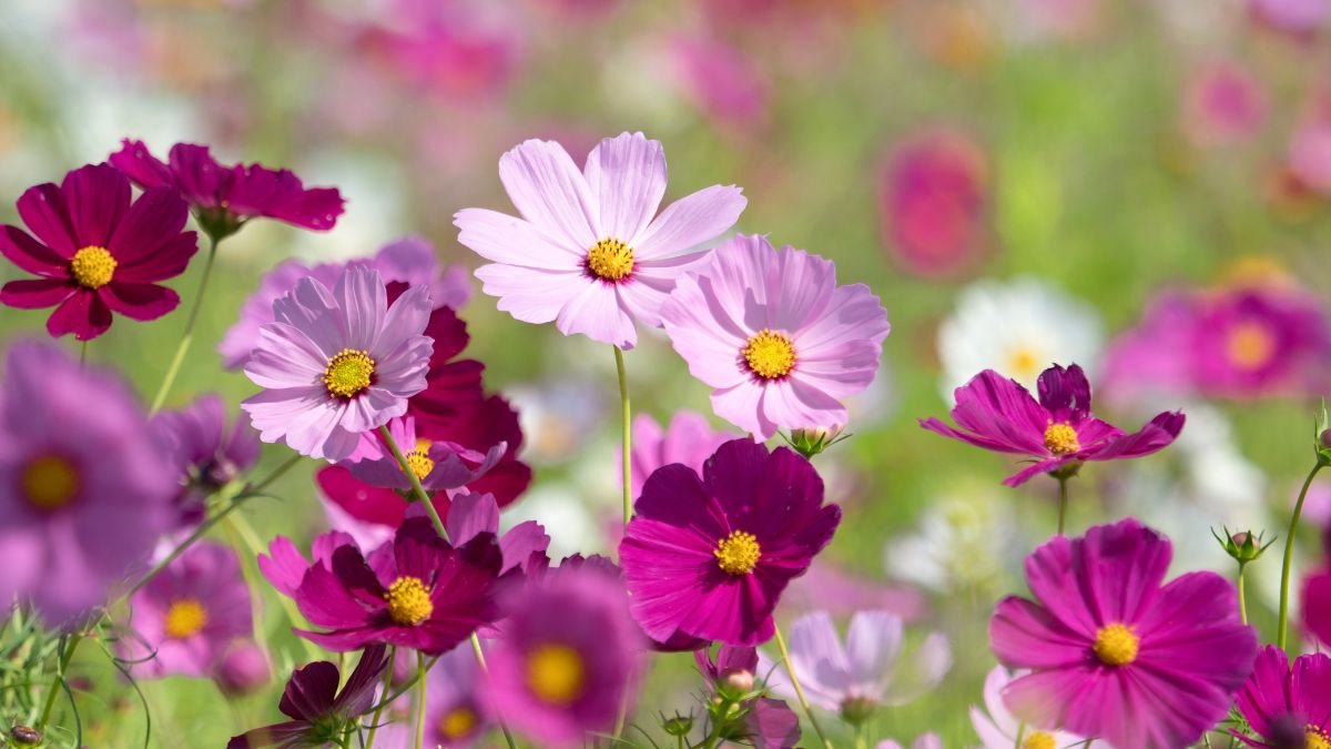 Színes pillangóvirágok (Cosmos) virágai, rózsaszín és lila árnyalatokban, egy napfényes kertben.