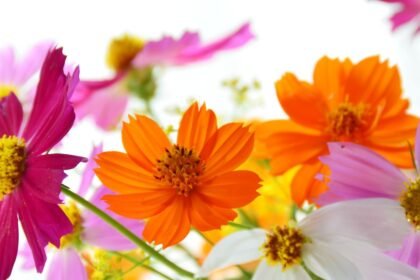 Színes pillangóvirágok (Cosmos) virágai, amelyek tavasztól őszig díszítik a kerteket.