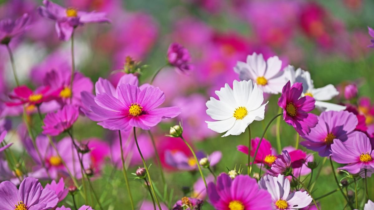 Színes pillangóvirágok (Cosmos) virágzó kertben, pink és fehér árnyalatokban.