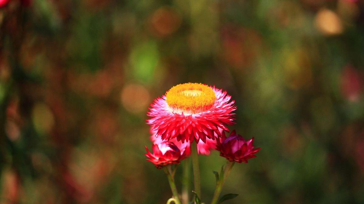 Egy élénk rózsaszín szalmavirág virágzik, kerek, sárga középpel. A háttérben lágy, elmosódott zöld és piros színek láthatók.