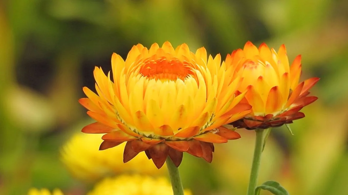 Két szalmavirág (Helichrysum bracteatum) virágzik, élénk sárga és narancssárga színekkel, a háttérben zöld levelek láthatók.