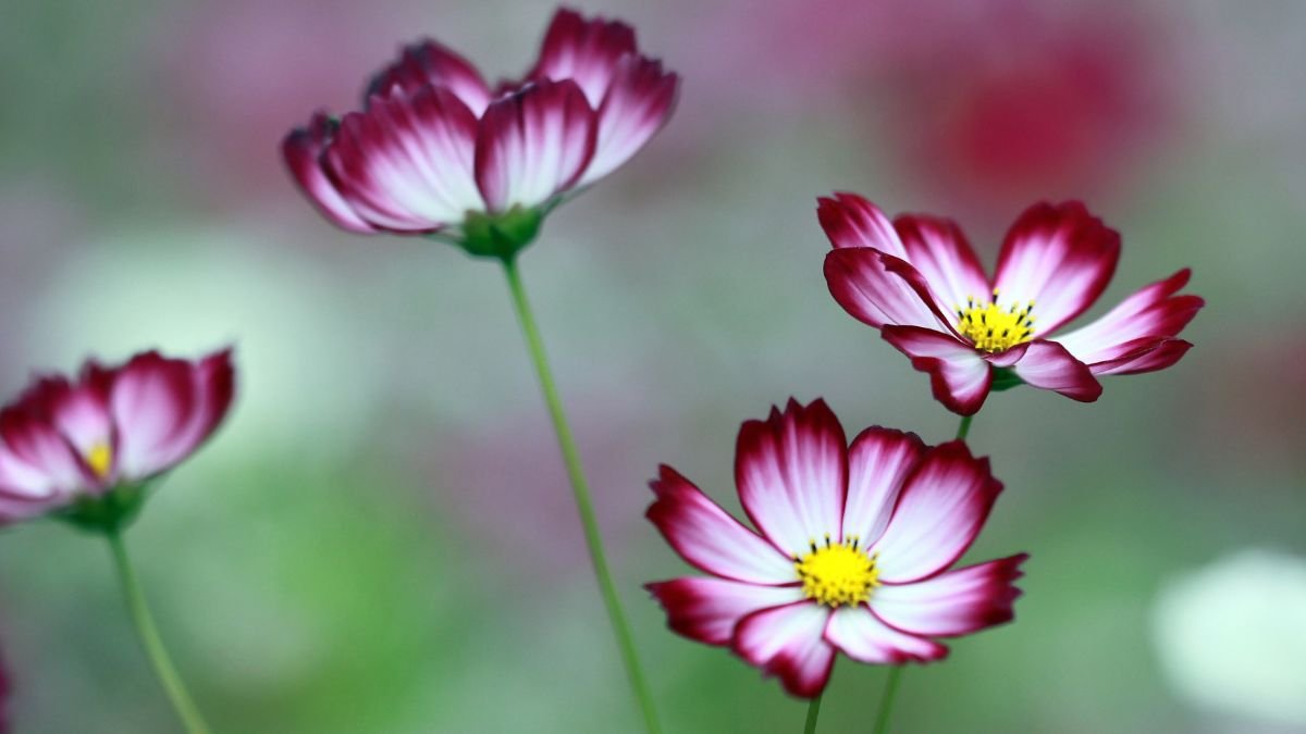 Pillangóvirágok színes, fehér és piros szirmokkal, zöld háttér előtt.