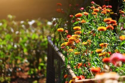 Tavaszi szalmavirágok élénk színekben, virágzó kertben, napfényben.