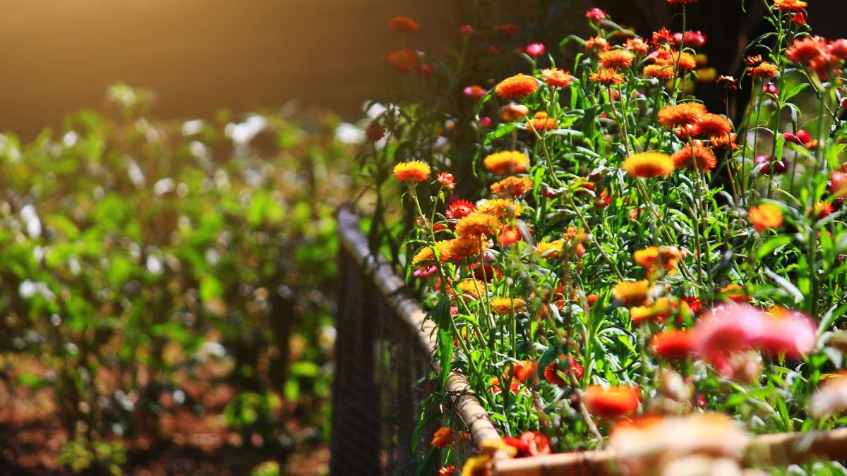Tavaszi szalmavirágok élénk színekben, virágzó kertben, napfényben.