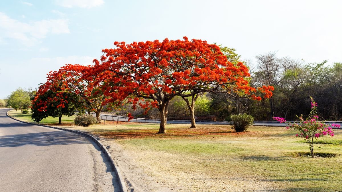 Egy gyönyörű tűzvirágfa élénk piros virágokkal, zöld levelekkel, egy útszakasz mellett.