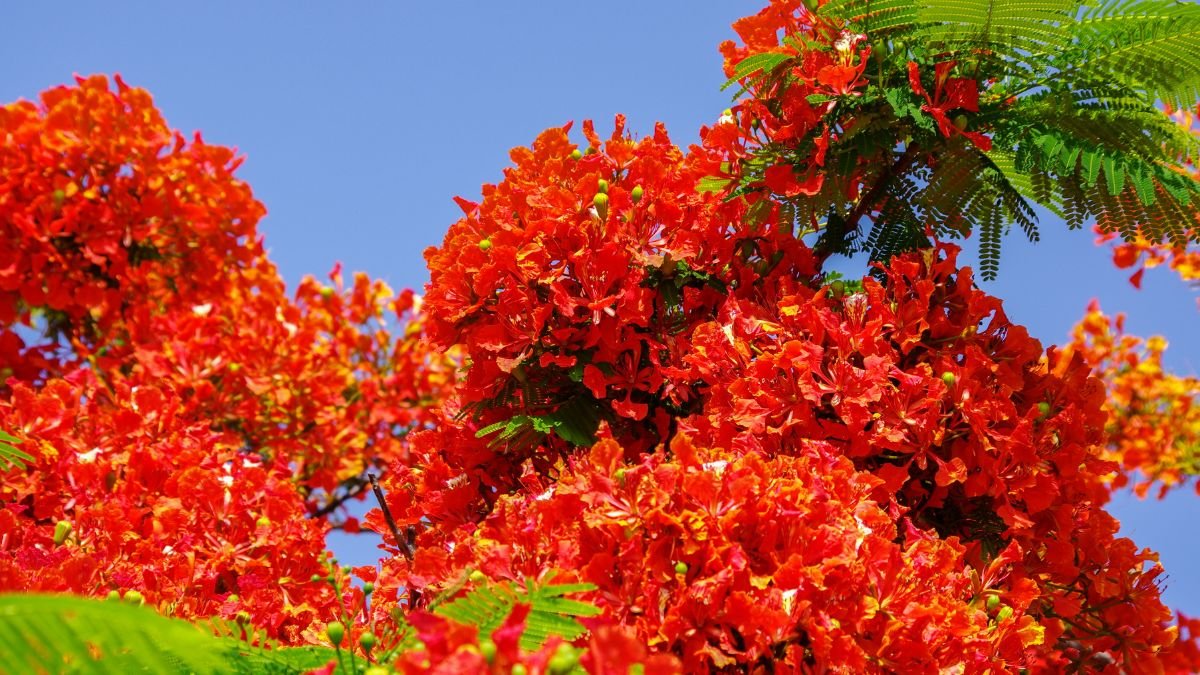Látványos tűzvirágfa virágai élénk narancssárga színben, zöld levelek között, tiszta kék ég alatt.