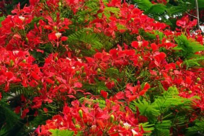 A tűzvirágfa élénk piros virágai és zöld levelei, trópusi szépség.