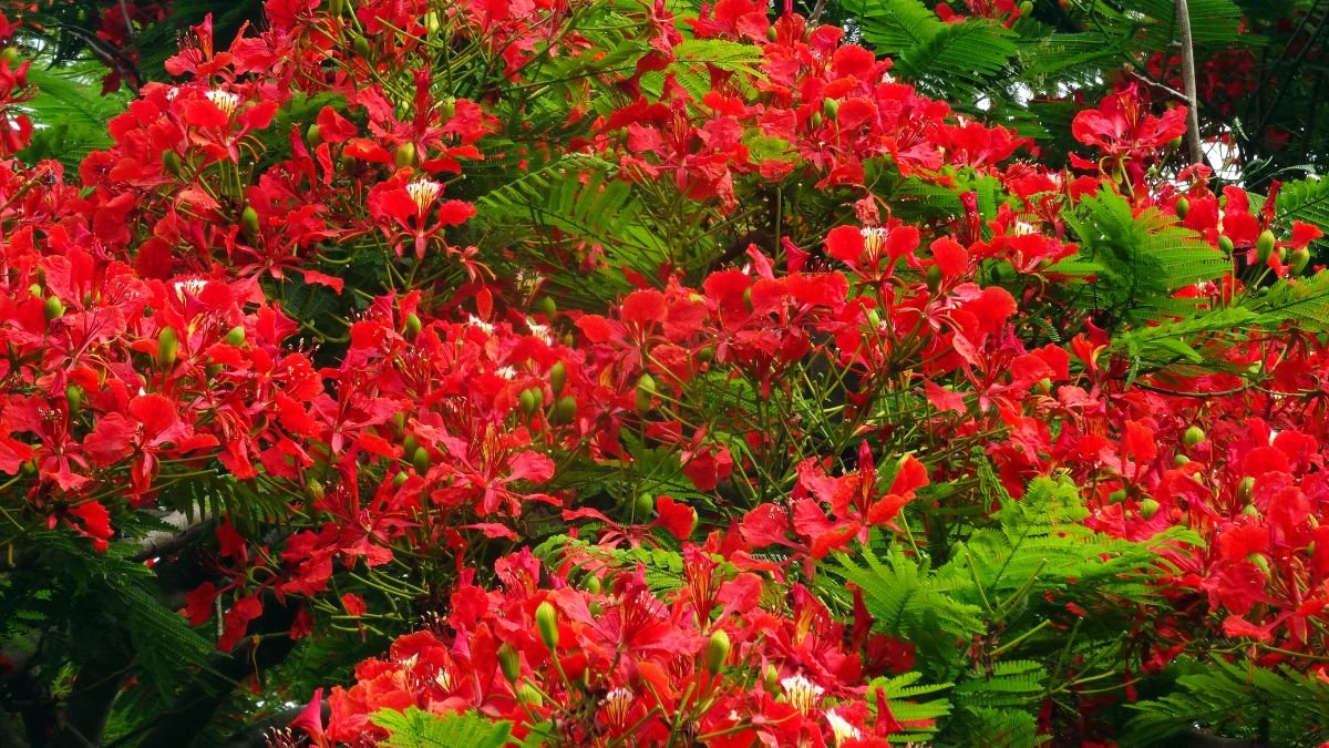 A tűzvirágfa élénk piros virágai és zöld levelei, trópusi szépség.