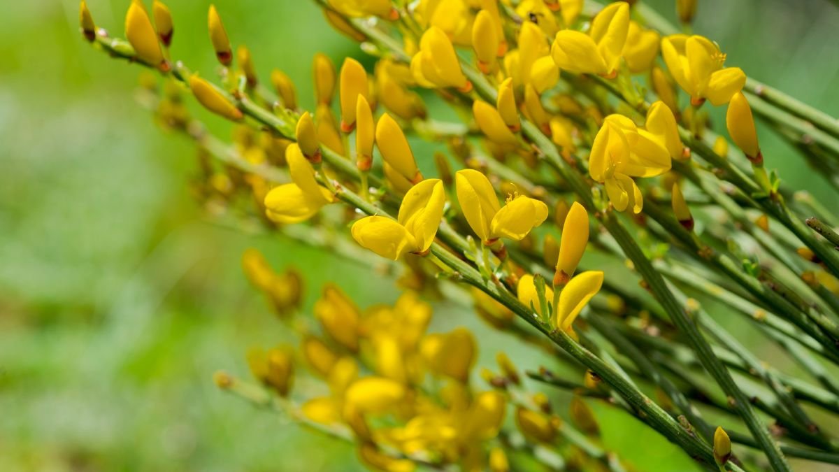A zanót cserje élénk sárga virágai, zöld háttér előtt, tavaszi virágzásban.