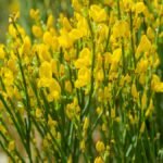 Egy virágzó zanót cserje élénk sárga virágokkal, zöld hajtások között, a kert színpompás dísze.