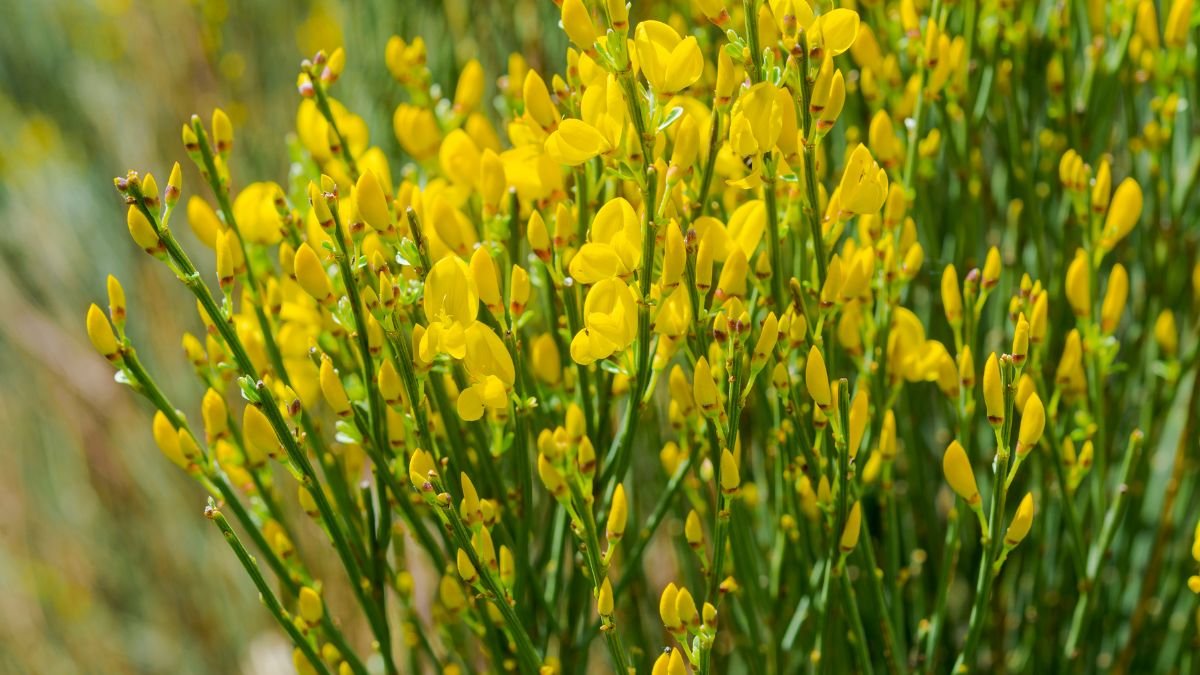 Egy virágzó zanót cserje élénk sárga virágokkal, zöld hajtások között, a kert színpompás dísze.