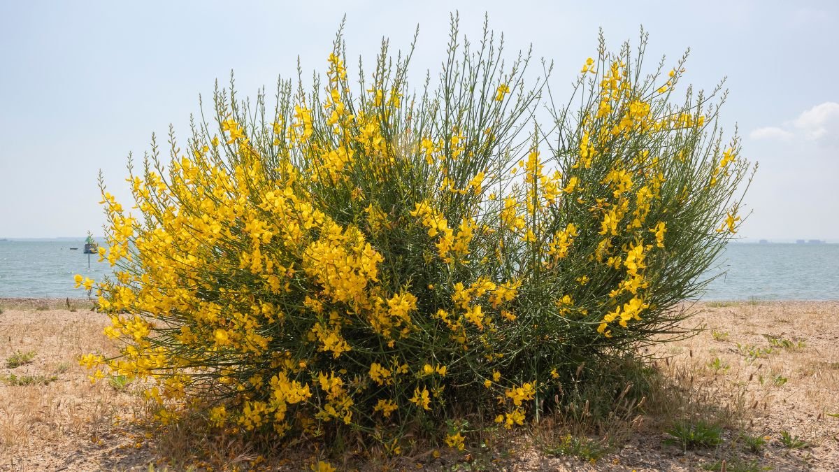 Virágzó zanót cserje élénk sárga virágokkal, a vízpart közelében.