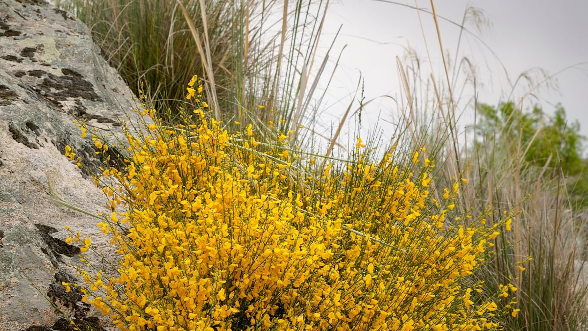 A zanót cserje élénk sárga virágokkal borítva, sziklák és fű között.