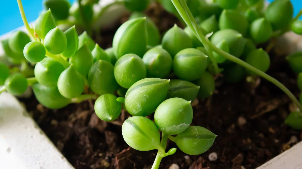 Az aggófű (Senecio herreianus) zöld, gömbölyded levelei szorosan egymás mellett helyezkednek el, gazdag földben nőve.