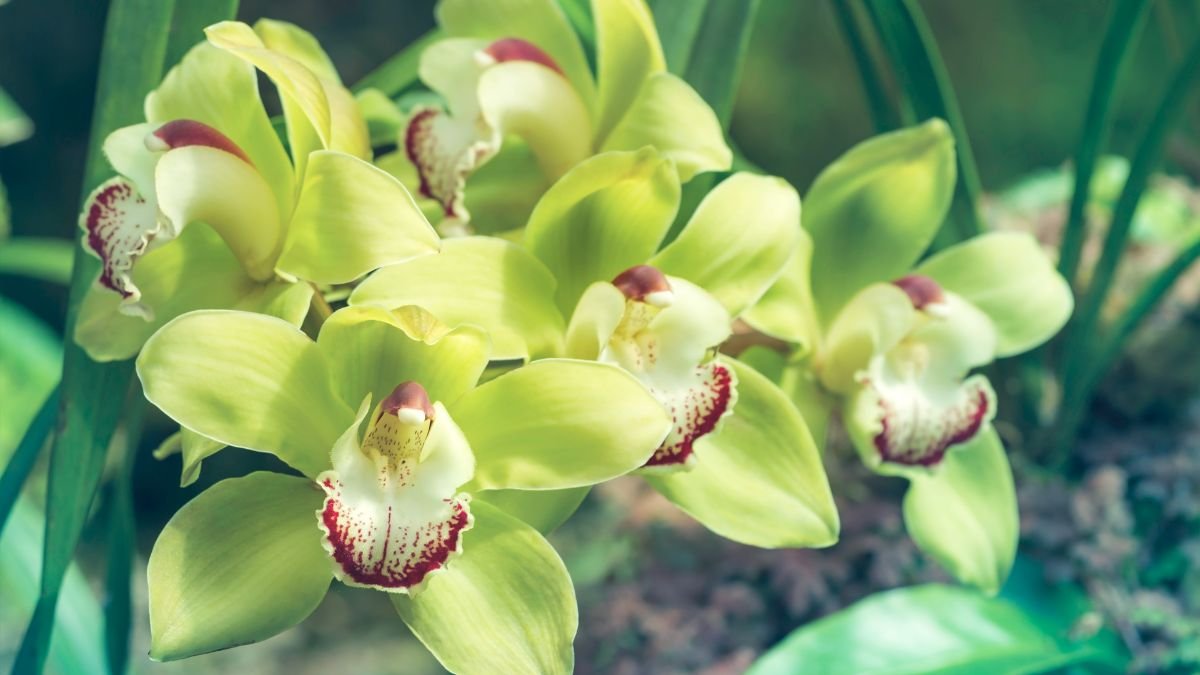 Több szép, zöld virágú csónakorchidea, világos háttér előtt, gazdag zöld levelekkel körülvéve.