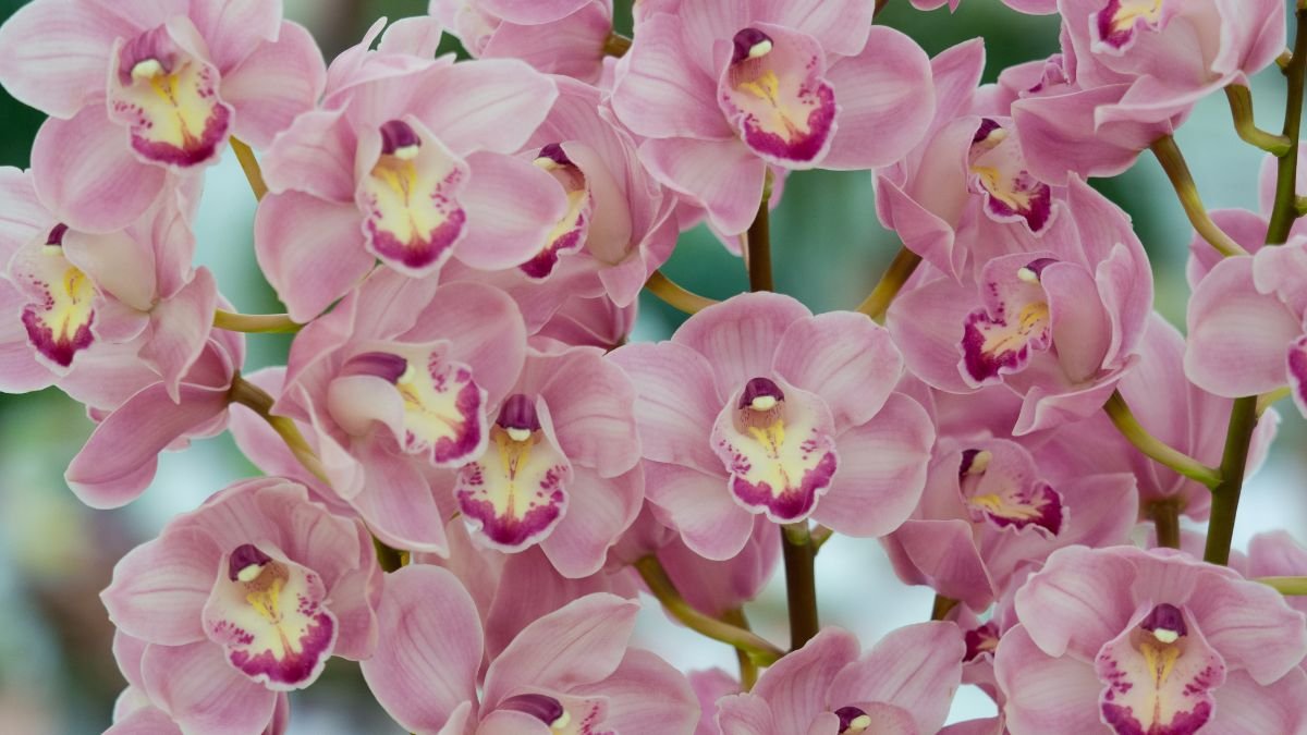 A Cymbidium csónakorchidea szemet gyönyörködtető, rózsaszín virágzata, amely dúsan virágzik, és élénk színeivel feldobja a lakás belterét.