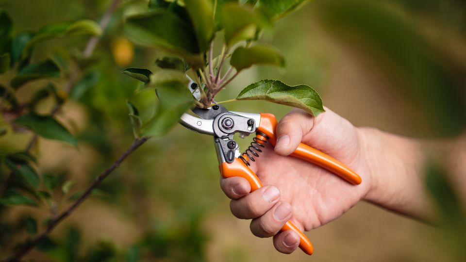Egy kéz metszőollót tart, miközben egy gyümölcsfa ágát metszi, zöld levelek között.