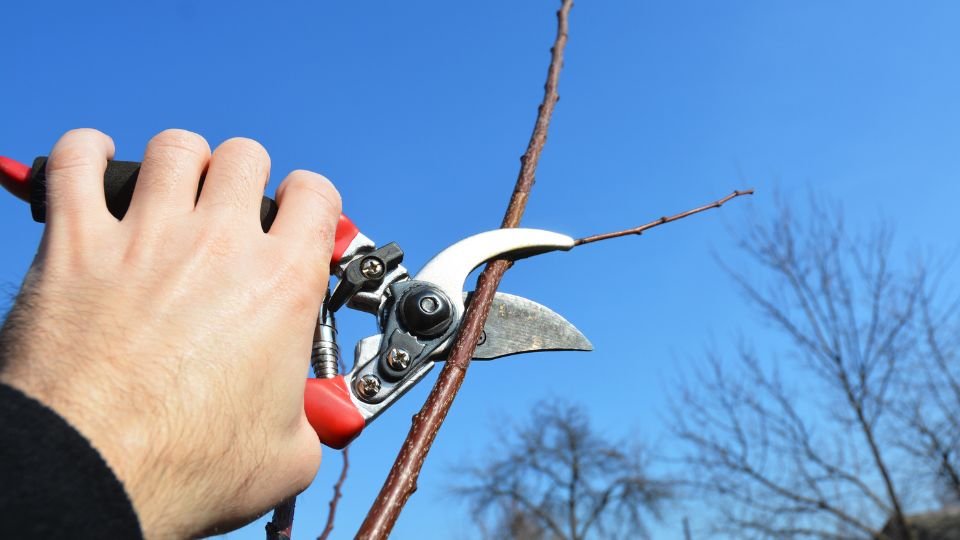 Egy kéz metszőollót tart, amellyel egy gyümölcsfa ágát vágja, tiszta kék ég alatt.