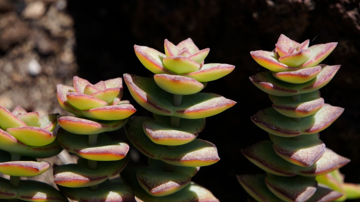 A jáde nyaklánc növény levelei színes, rózsás formában helyezkednek el, szép díszítést adva a kertnek.