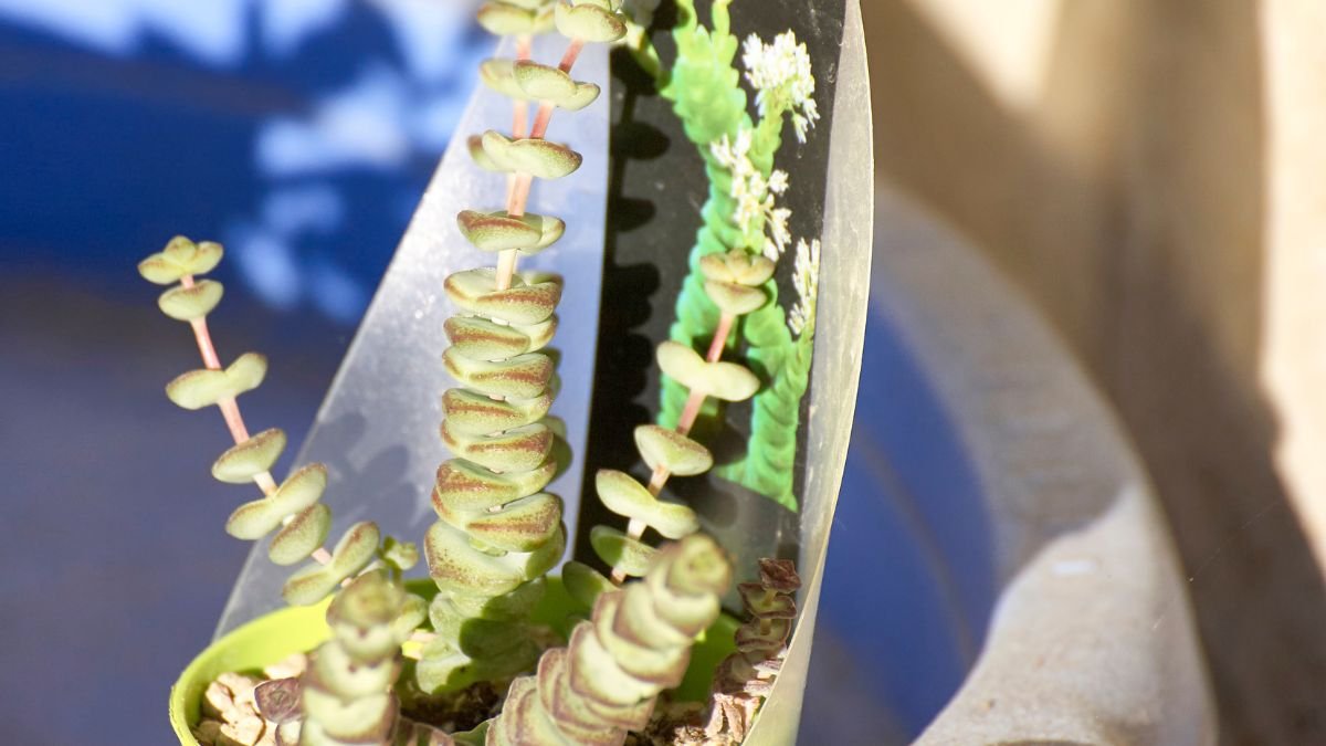 A jáde nyaklánc (Crassula marnieriana) zöld, húsos levelei és különleges formája jól látható egy világos háttér előtt.