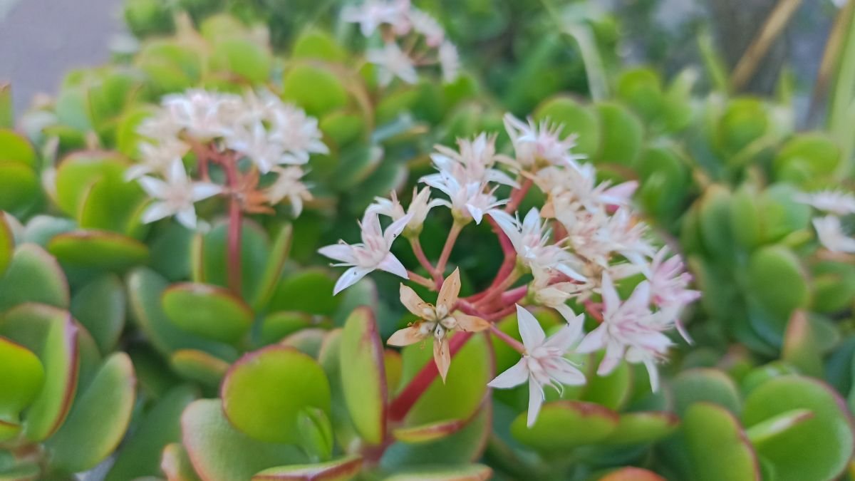 A jáde nyaklánc (Crassula marnieriana) virágai és zöld levelei közelről, szép díszítést adva a kertnek.
